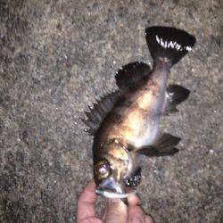 貝塚人工島での釣果