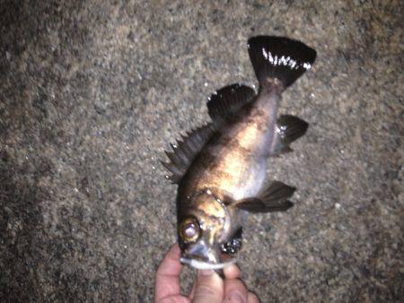 貝塚人工島での釣果