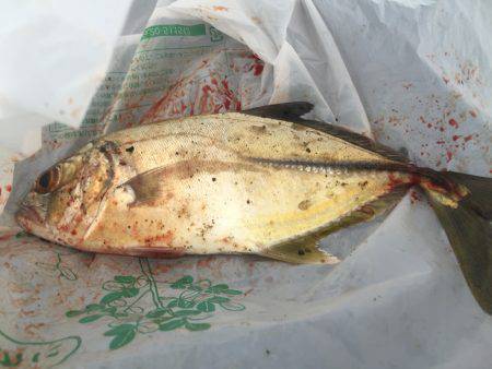 お初（≧∇≦）