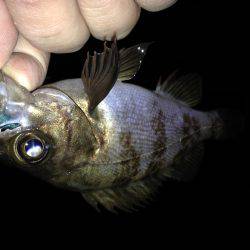 ワームとプラグ