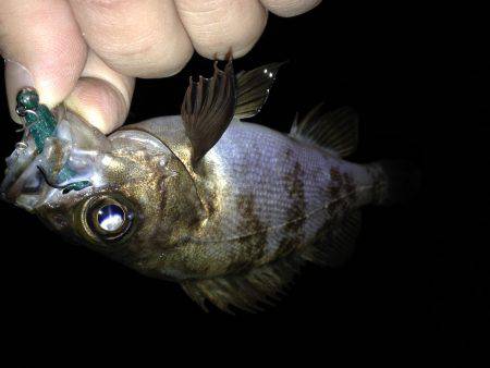 ワームとプラグ