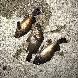 プラグは面白いよ