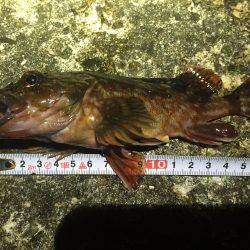 初めての淡路島釣行