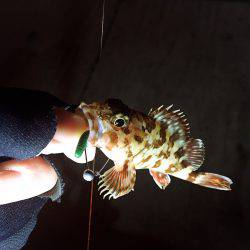 仕事帰りド干潮(艸дﾟ*)