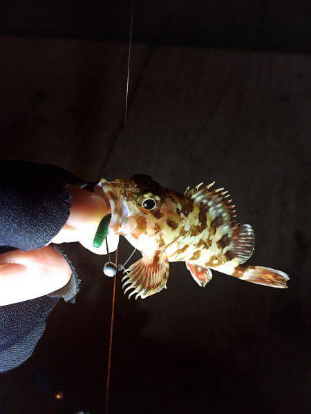 仕事帰りド干潮(艸дﾟ*)