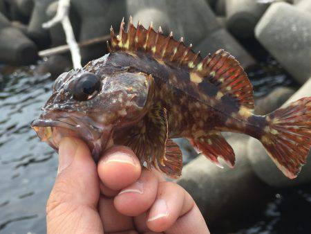テトラで探り釣り