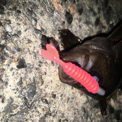 プラグでメバル