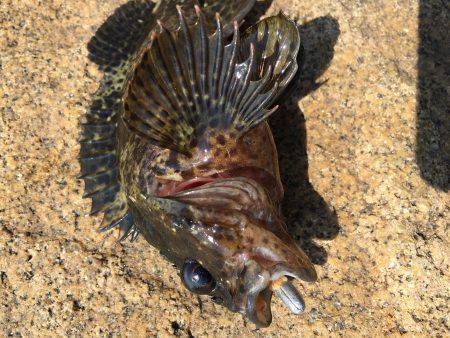 根魚で暇つぶし