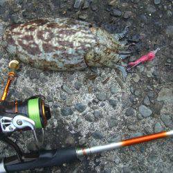 ライトエギング