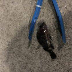 メバルはお留守