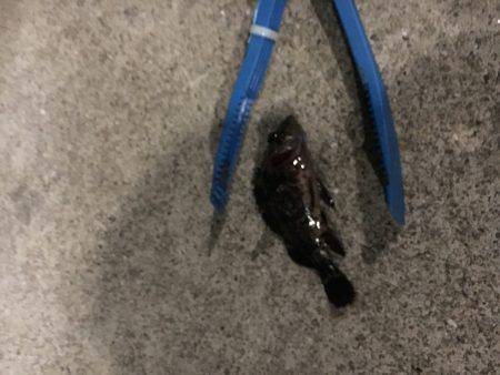 メバルはお留守