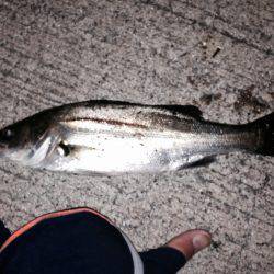 ロックフィッシュ狙いのはずがセイゴ