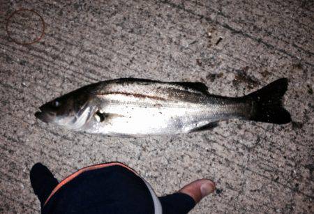 ロックフィッシュ狙いのはずがセイゴ