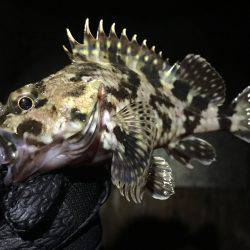 腕が落ちたか…ショートバイトばかり…(ｰ ｰ;)