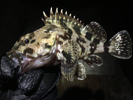 腕が落ちたか…ショートバイトばかり…(ｰ …