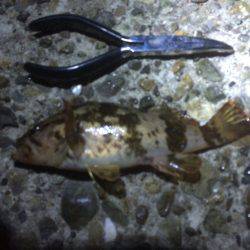 たった一人のガシリング