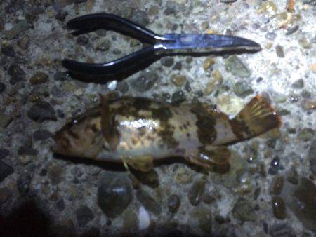 たった一人のガシリング