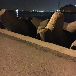 助松 メバル調査