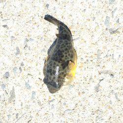 コウイカ どこ行った？