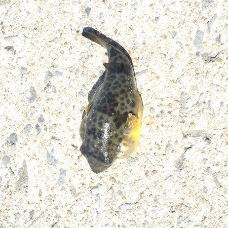 コウイカ どこ行った？