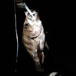 メバリングにて