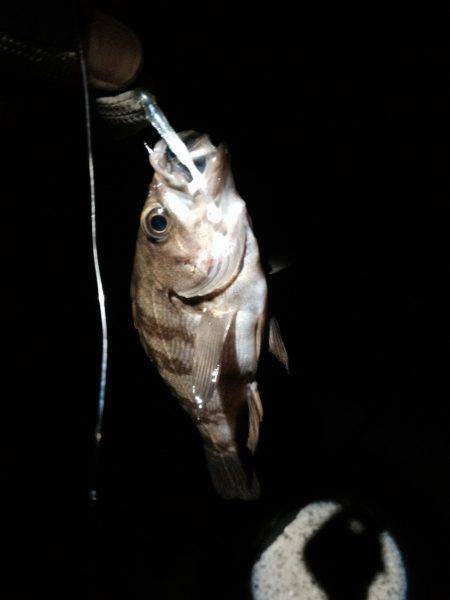 メバリングにて