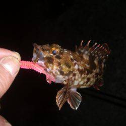 ひな祭りでガシラ祭り