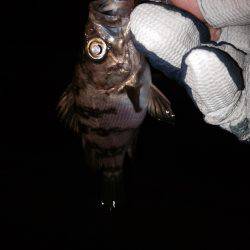 連夜メバリング