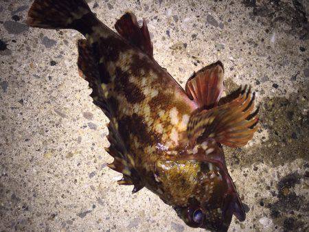 ライトライトライト