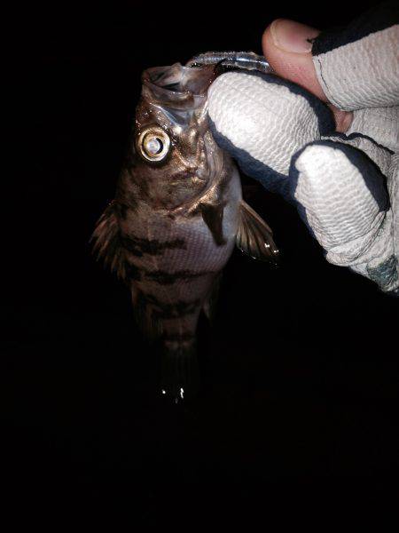 連夜メバリング