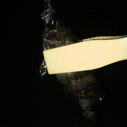 連夜メバリング2