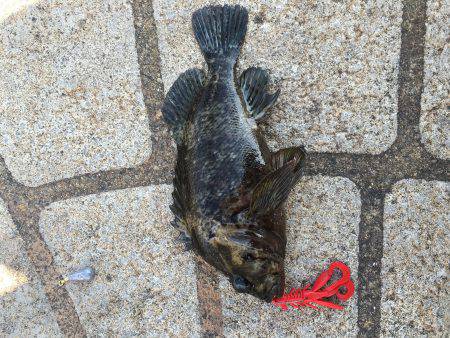 ワームで穴釣り