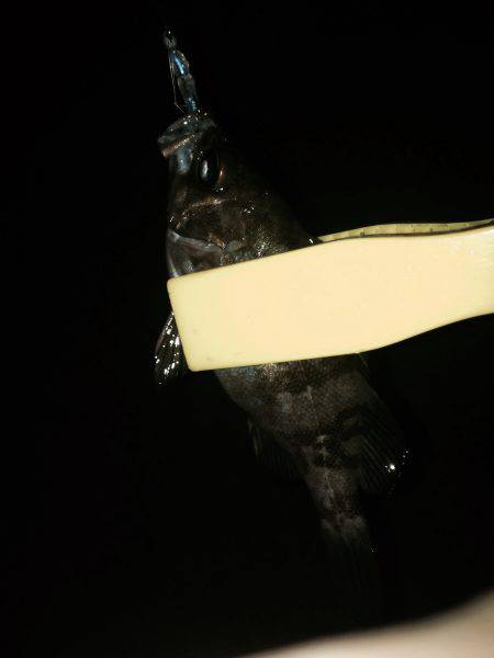 連夜メバリング2