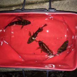 倶楽部通信  日付けが変わって