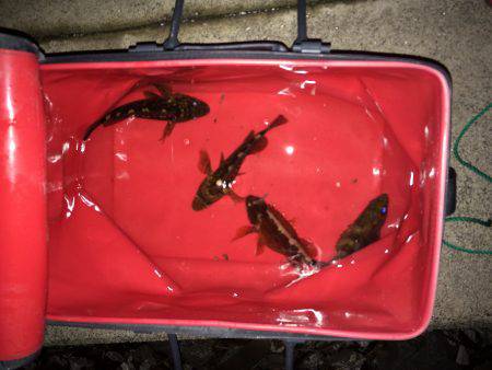 倶楽部通信  日付けが変わって