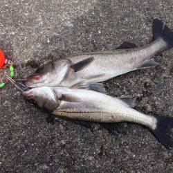 南港でハネ‼︎