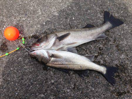 南港でハネ‼︎