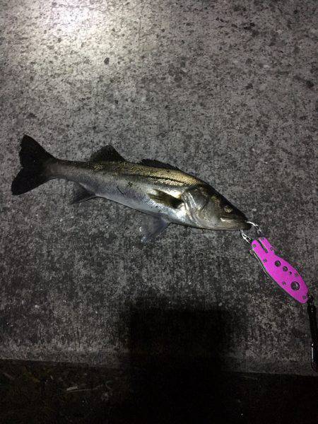 一投目で来た〜！