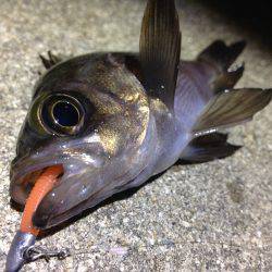 寒暖差が大きくて、魚達も…