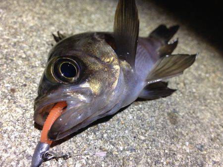 寒暖差が大きくて、魚達も…