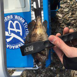 爆釣！デイメバリング