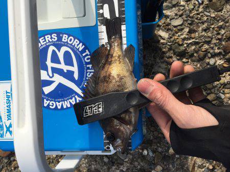 爆釣！デイメバリング