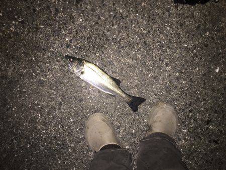 ショートバイト！