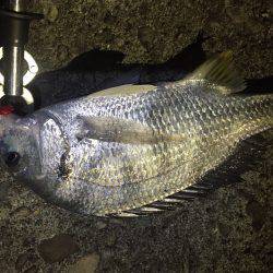 根魚不発でいつもの