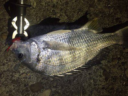 根魚不発でいつもの