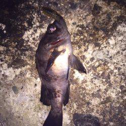 ライトライトライト