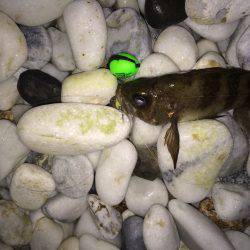 初ゴロタフロートメバリング