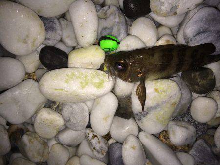 初ゴロタフロートメバリング