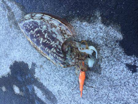 コウイカエギング