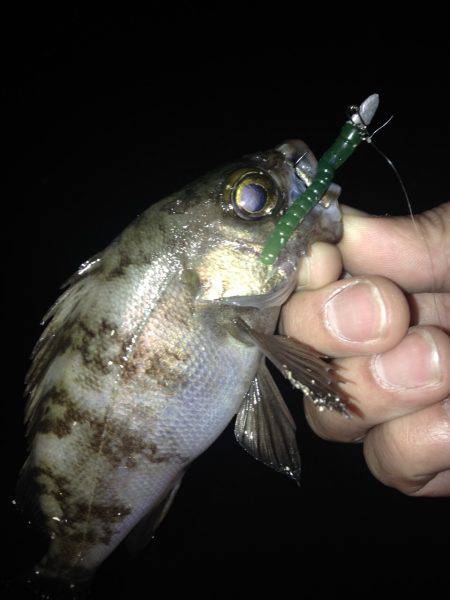 泉南メバリング